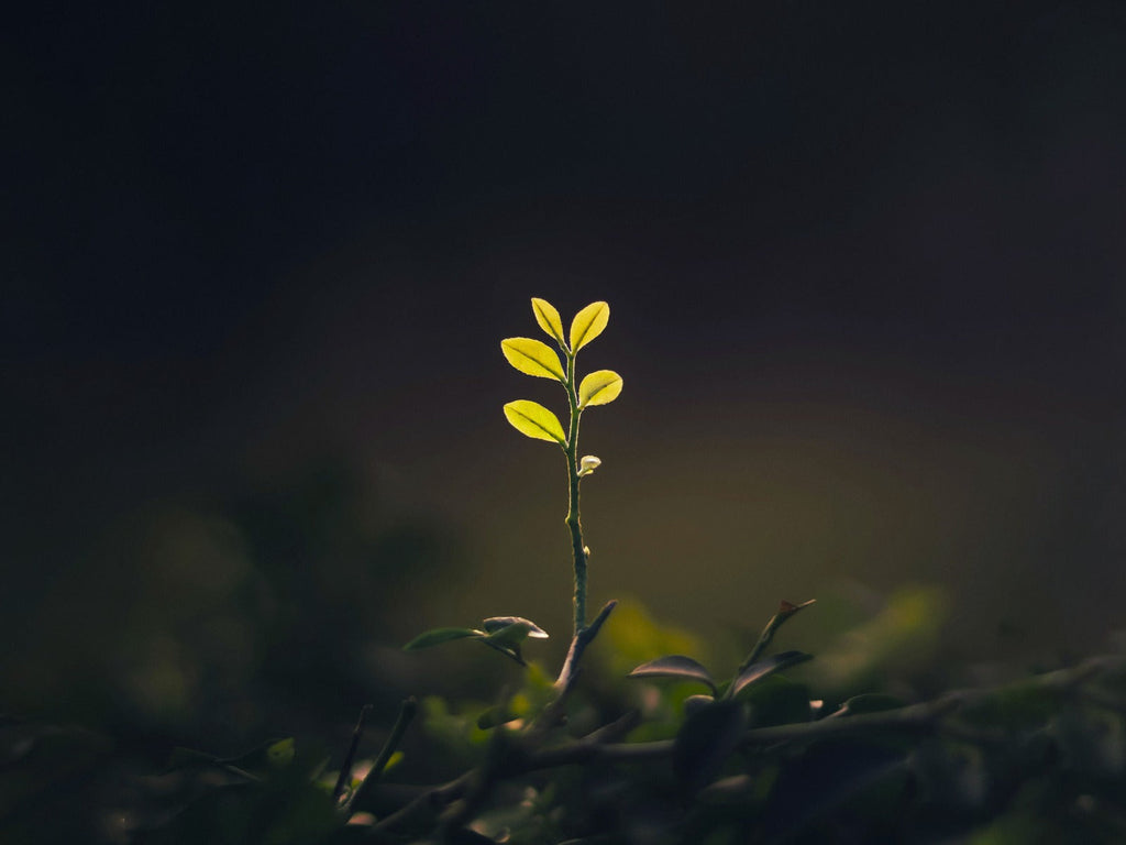 Tips To Invite Barakah Into Your Life